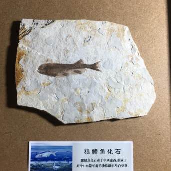 古代魚 化石 ① 白亜紀 1億3500万年〜1億6500万年前 - forstec.com